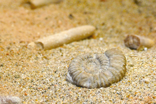 Adventures on the Jurassic Coast