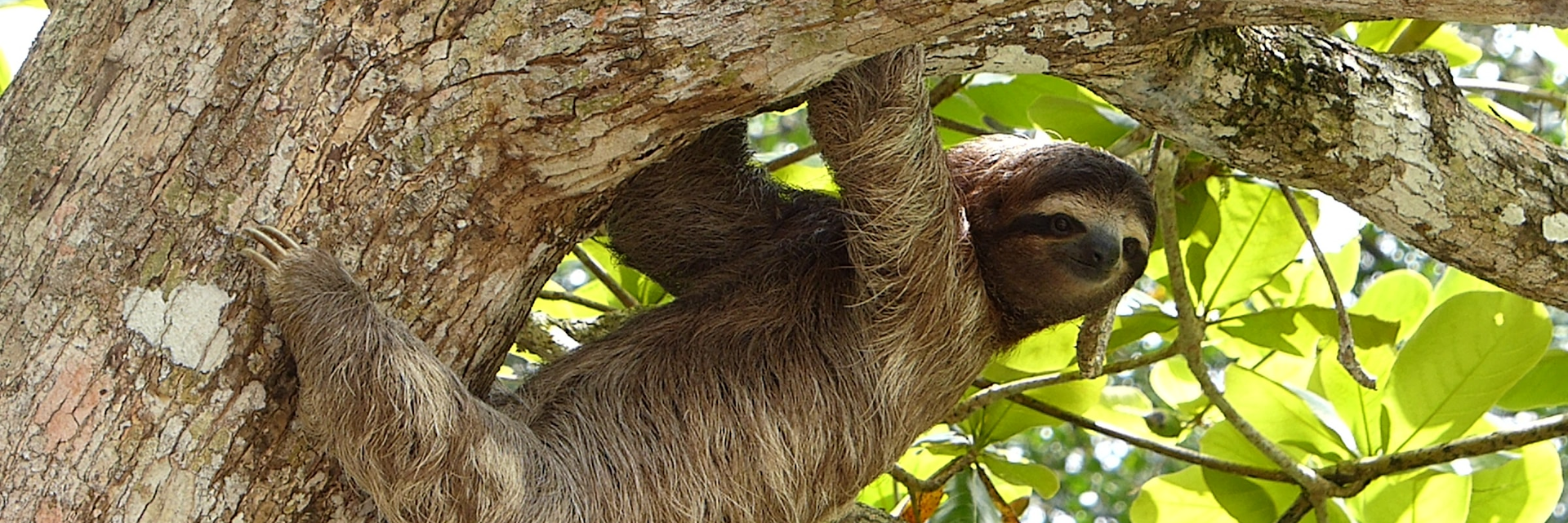 Biodiversity in Costa Rica: Sloths & Turtles