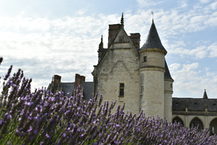 Angevin History in France