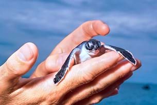 Costa Rica: Living with the Turtles!