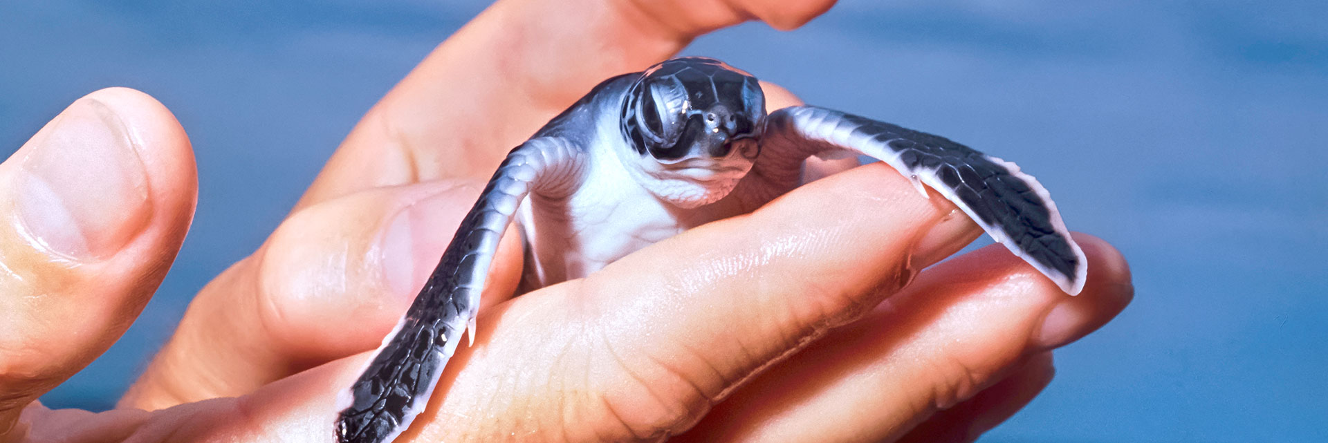 Costa Rica: Living with the Turtles!