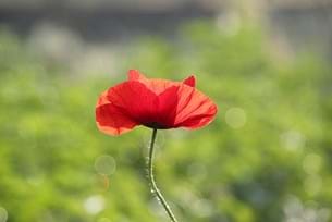 Somme for Primary Schools