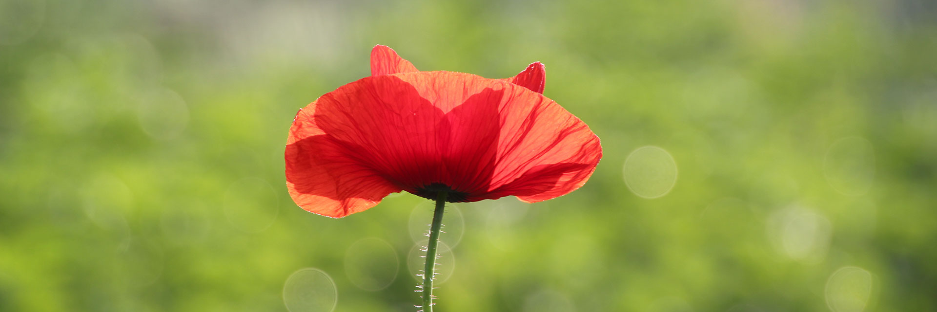 WW1 Poetry
