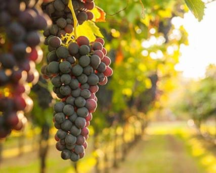 Vineyards in Spain