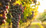 Vineyards in Spain