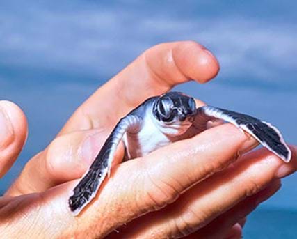 New born sea turtle