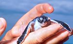 New born sea turtle