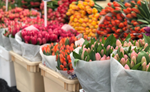 Aalsmeer Flower Auction