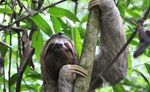 Costa Rica Sloth