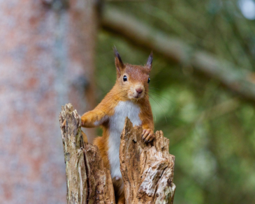 Red Squirrel