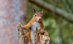 Red Squirrel