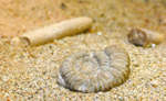 Fossil on the beach