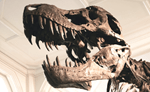 T-Rex at Manchester Museum