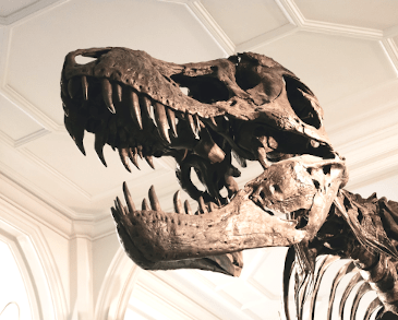 T-Rex at Manchester Museum
