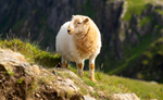 Sheep in Snowdonia