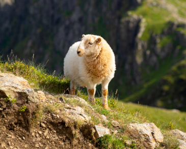 Sheep in Snowdonia